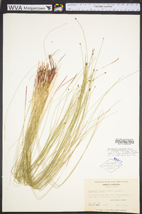 Eleocharis tenuis image