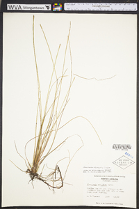 Eleocharis elongata image