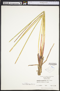 Eleocharis equisetoides image