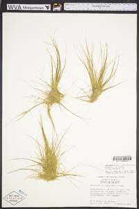 Eleocharis flavescens image