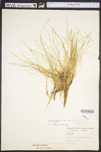 Eleocharis flavescens image