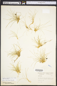 Eleocharis flavescens image