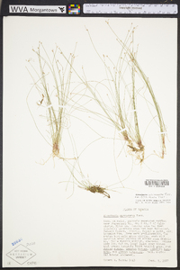 Eleocharis microcarpa image