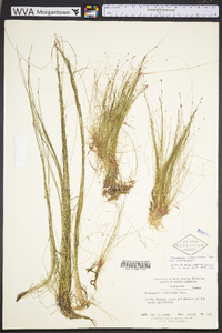 Eleocharis microcarpa image