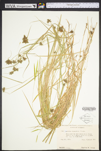 Fuirena squarrosa image