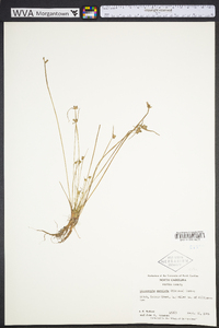 Cyperus neotropicalis image