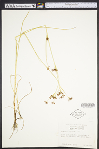 Rhynchospora scirpoides image