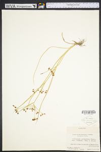 Rhynchospora scirpoides image