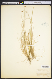 Rhynchospora brachychaeta image