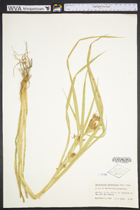 Rhynchospora corniculata image