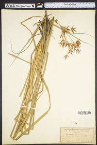 Rhynchospora corniculata image