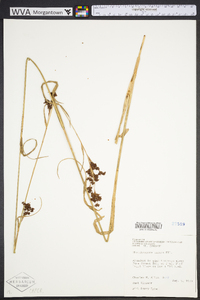 Rhynchospora caduca image