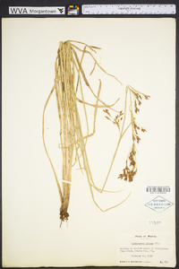 Rhynchospora caduca image