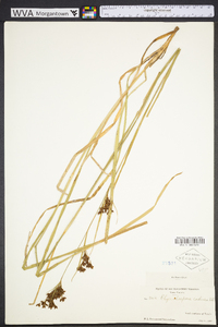 Rhynchospora caduca image
