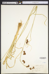 Rhynchospora capitellata image