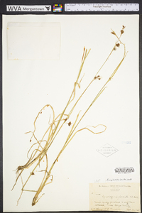 Rhynchospora capitellata image