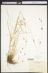 Rhynchospora capitellata image