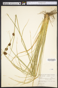 Rhynchospora cephalantha image