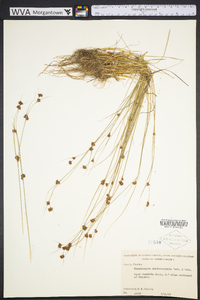 Rhynchospora chalarocephala image