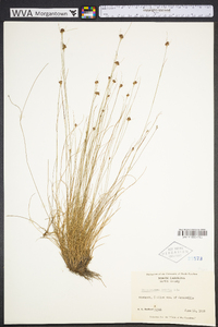 Rhynchospora debilis image