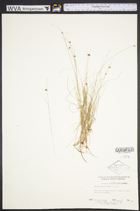 Rhynchospora debilis image