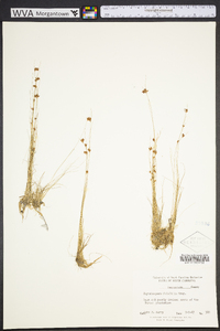 Rhynchospora filifolia image