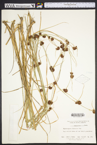 Rhynchospora filifolia image