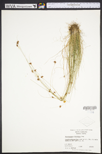 Rhynchospora filifolia image