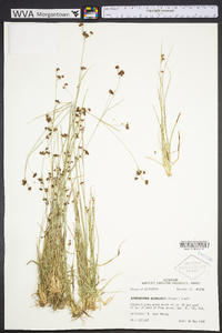 Rhynchospora globularis image