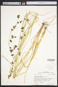 Rhynchospora glomerata image