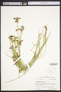 Rhynchospora glomerata image