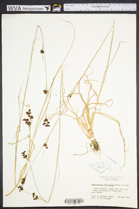 Rhynchospora microcarpa image