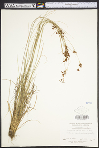 Rhynchospora perplexa image
