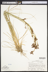 Rhynchospora perplexa image