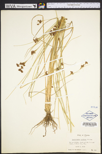 Rhynchospora perplexa image