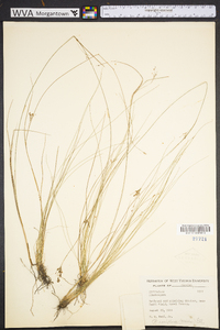 Rhynchospora rariflora image