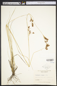 Rhynchospora torreyana image