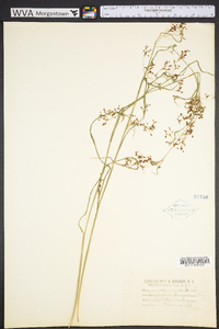 Rhynchospora torreyana image