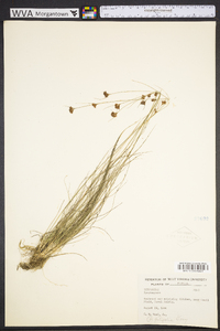 Rhynchospora filifolia image