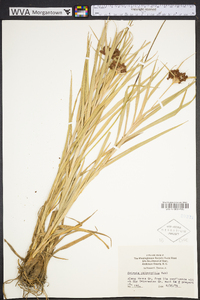 Scirpus polyphyllus image