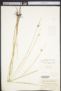 Scleria baldwinii image