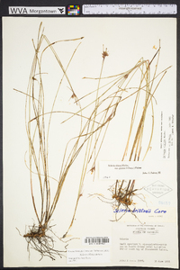 Scleria ciliata image