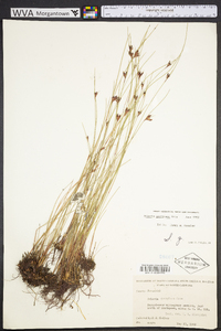 Scleria georgiana image