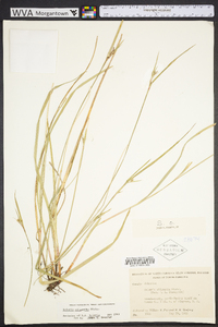 Scleria oligantha image