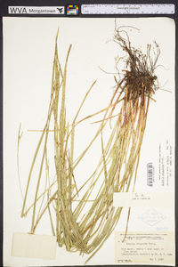 Scleria oligantha image