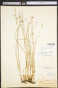 Scleria pauciflora image