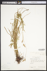 Scleria reticularis image