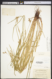 Scleria reticularis image