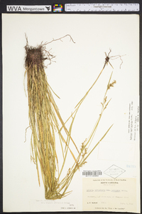 Scleria reticularis image