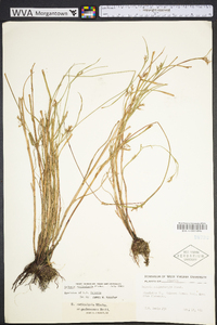 Scleria reticularis image